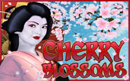 Cherry Blossoms