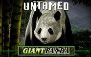 Untamed Giant Panda